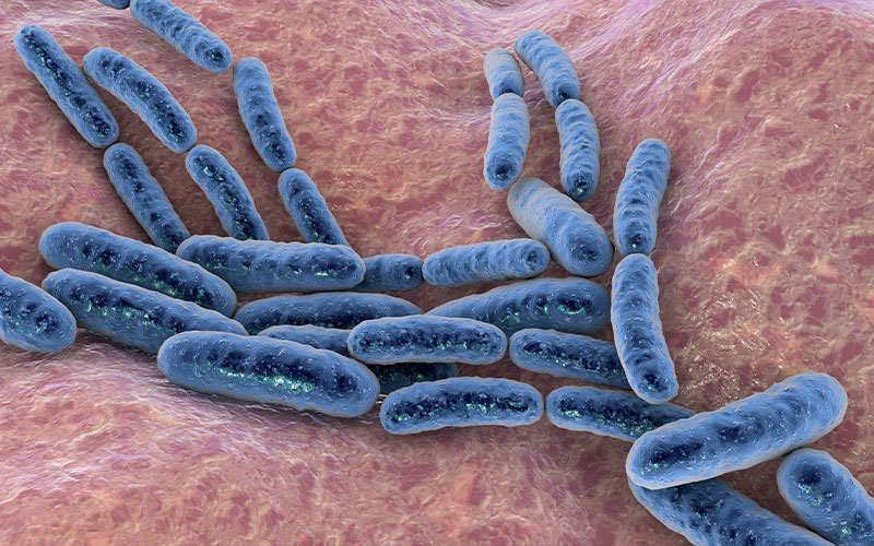 Lactobacillus helveticus